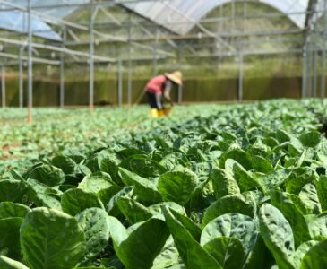 selective focus photography of green vegetables