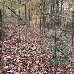 I'm wondering what to do with leaves in my yard - there are so many!