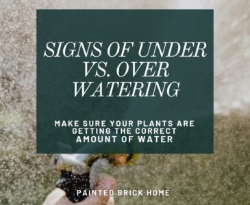 Under or Over Watering: How much water do plants need?