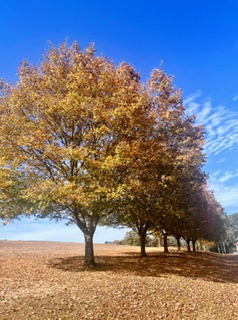 Yellow and orange leaves on a tree in Florence, AL. 