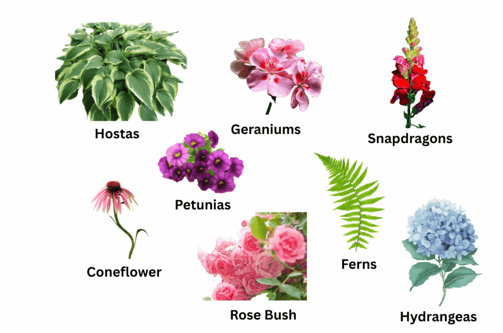 whimsical flower garden must have plants