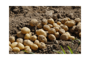 Harvested potatoes in soil