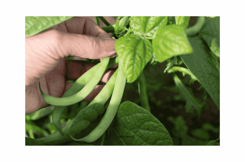 Green beans growing