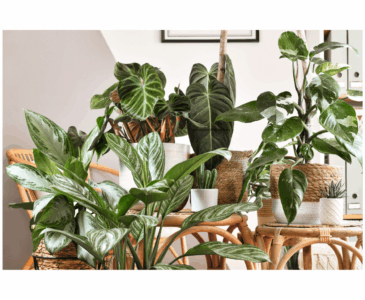 House plants in the living room