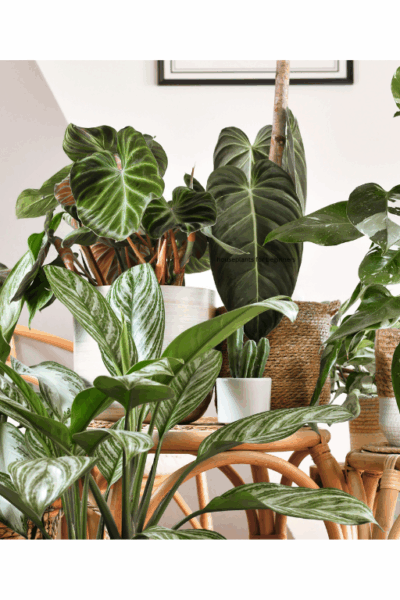 House plants in the living room